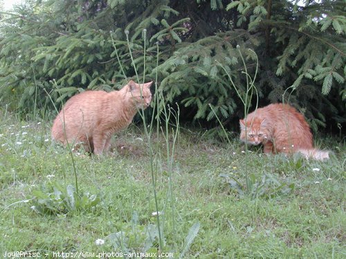 Photo de Chat domestique