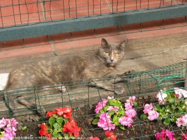 Photo de Chat domestique