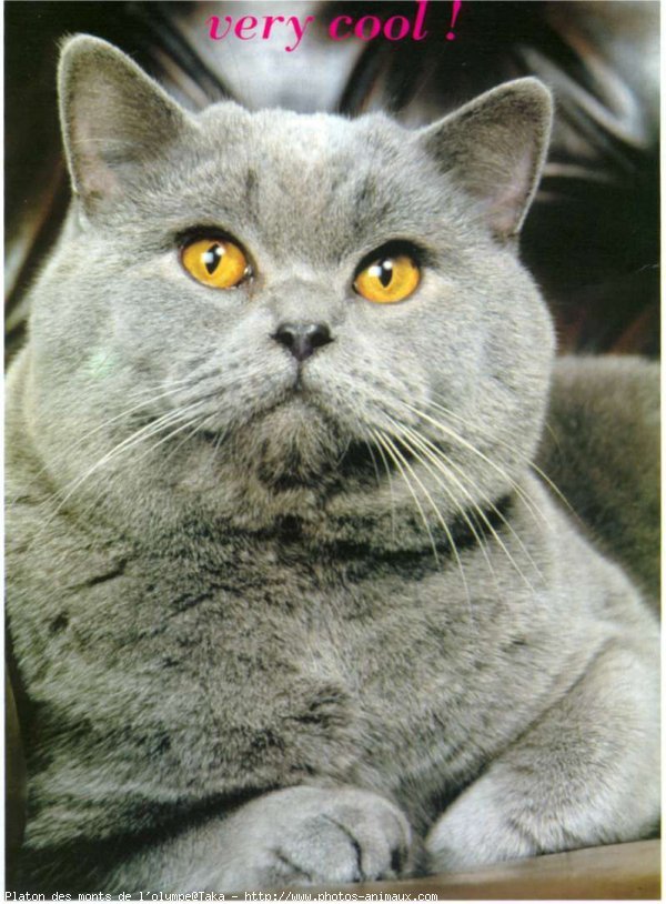 Photo de British shorthair