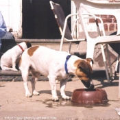 Photo de Jack russell terrier