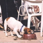 Photo de Jack russell terrier