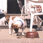 Photo de Jack russell terrier