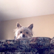 Photo de Yorkshire terrier