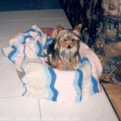 Photo de Yorkshire terrier