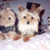 Photo de Yorkshire terrier