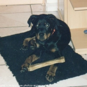 Photo de Rottweiler