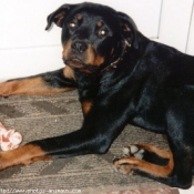 Photo de Rottweiler