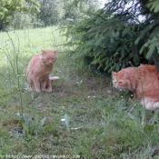 Photo de Chat domestique