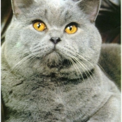 Photo de British shorthair