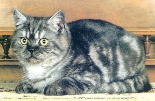 Photo de British shorthair