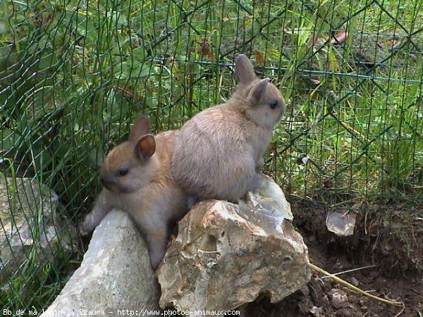 Photo de Lapin