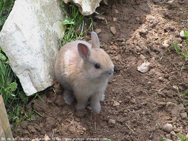 Photo de Lapin