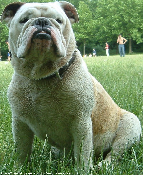 Photo de Bulldog