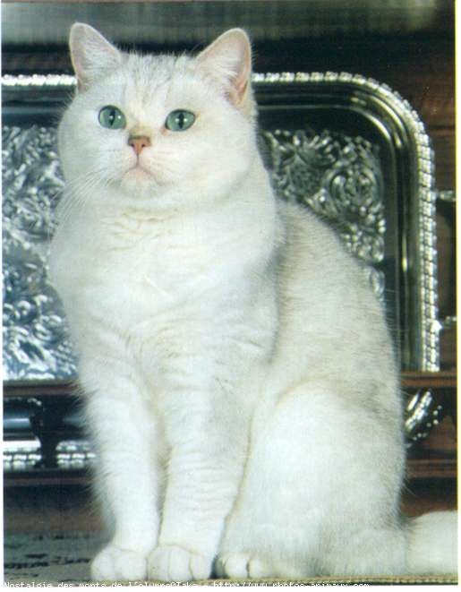 Photo de British shorthair