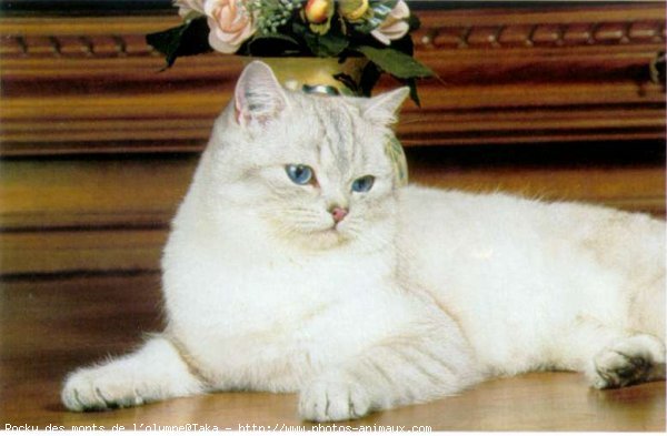 Photo de British shorthair