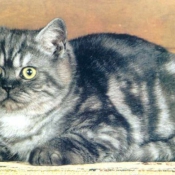 Photo de British shorthair