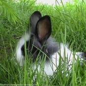 Photo de Lapin