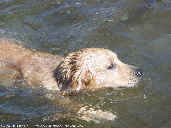 Photo de Golden retriever