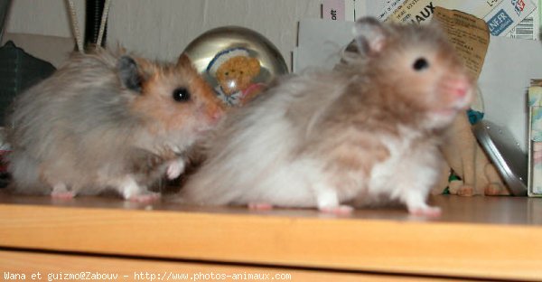 Photo de Hamster