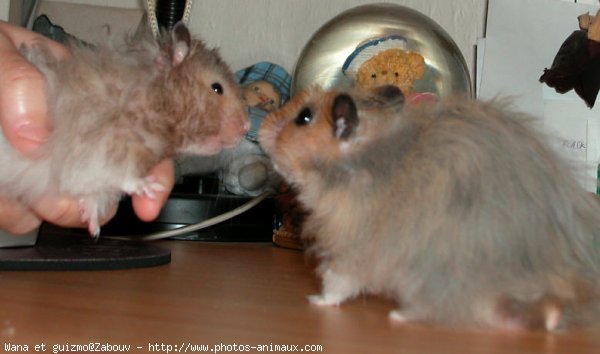 Photo de Hamster