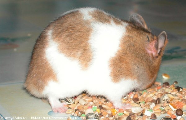 Photo de Hamster