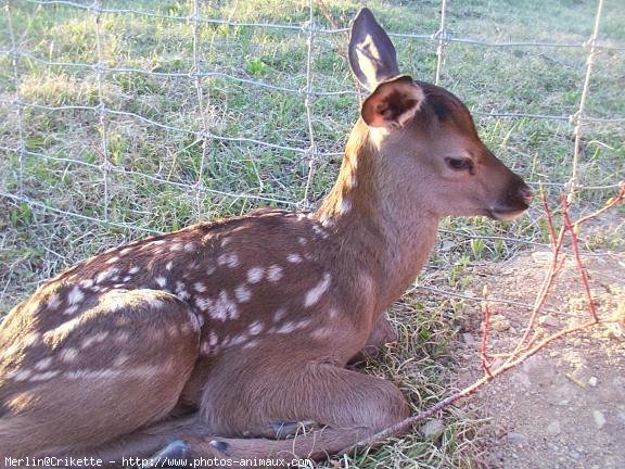 Photo de Cerf