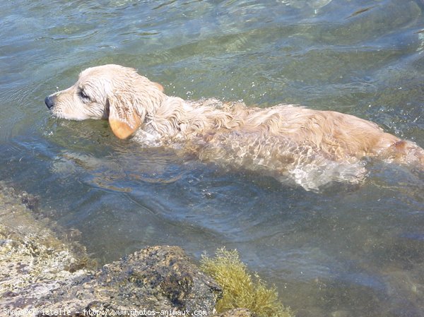 Photo de Golden retriever