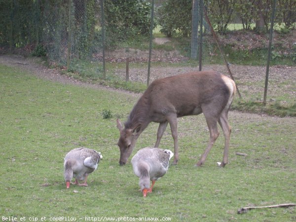 Photo de Races diffrentes