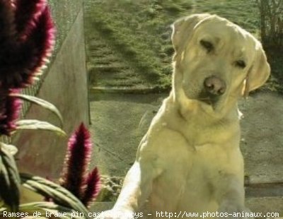 Photo de Labrador retriever