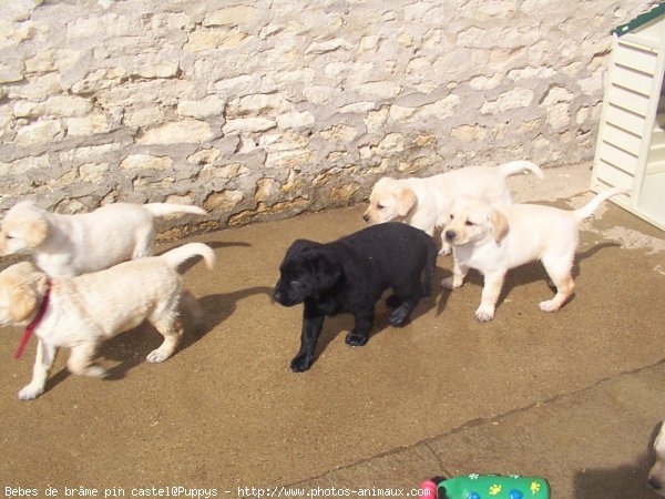 Photo de Labrador retriever