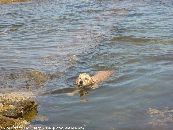 Photo de Golden retriever