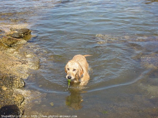 Photo de Golden retriever