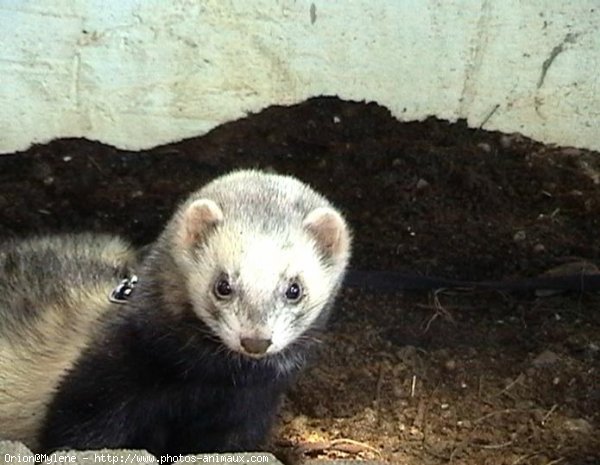 Photo de Furet