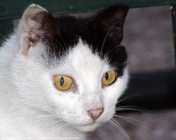 Photo de Chat domestique