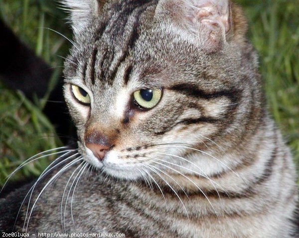 Photo de Chat domestique