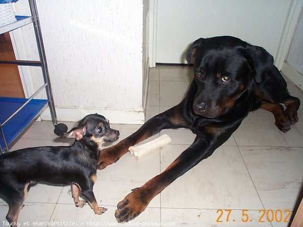 Photo de Rottweiler