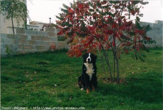 Photo de Bouvier bernois