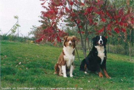 Photo de Races diffrentes