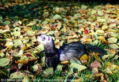 Photo de Furet