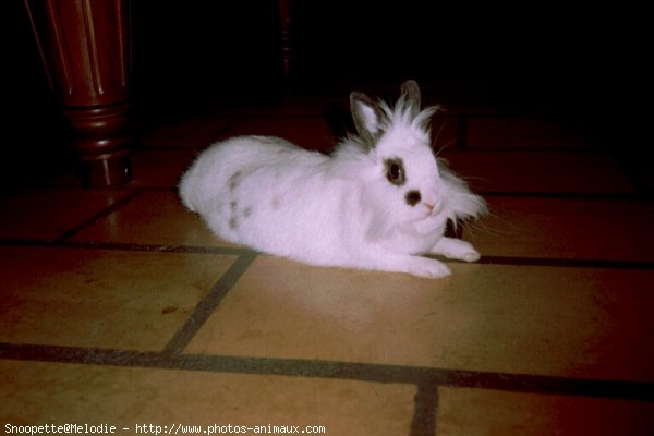 Photo de Lapin