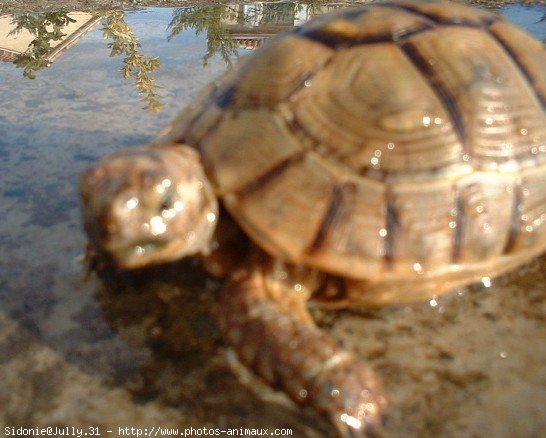 Photo de Tortue