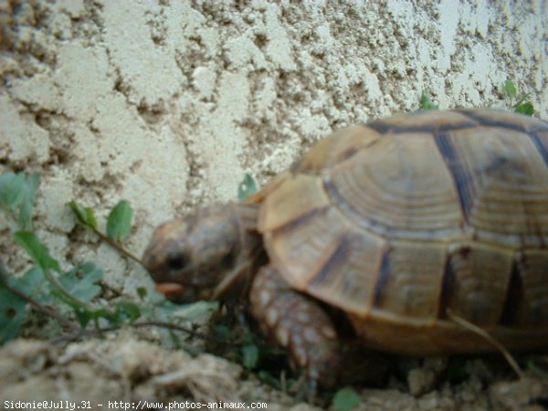 Photo de Tortue