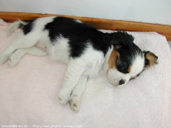 Photo de Cavalier king charles spaniel