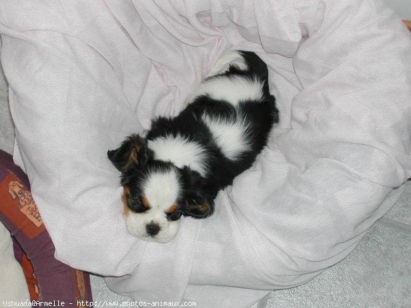 Photo de Cavalier king charles spaniel