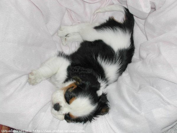 Photo de Cavalier king charles spaniel