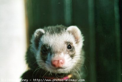 Photo de Furet