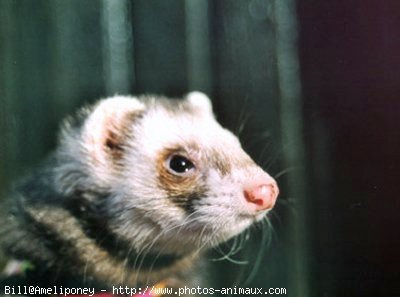 Photo de Furet