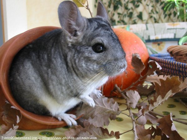 Photo de Chinchilla