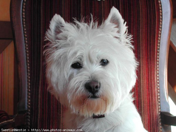 Photo de West highland white terrier