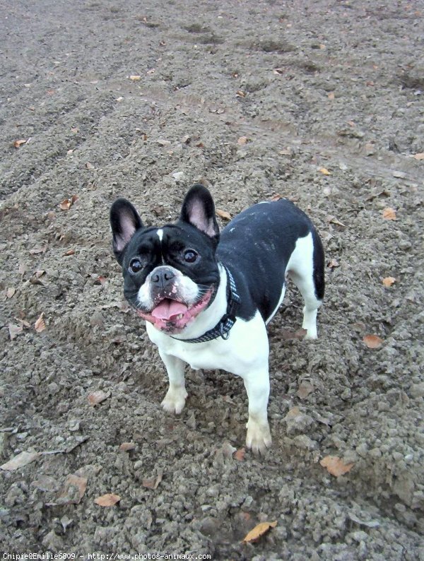 Photo de Bouledogue franais